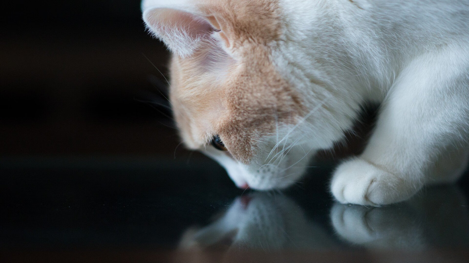 熊猫体育网站入口-“球场神操作：那些令人惊叹的绝佳助攻”，球场技巧