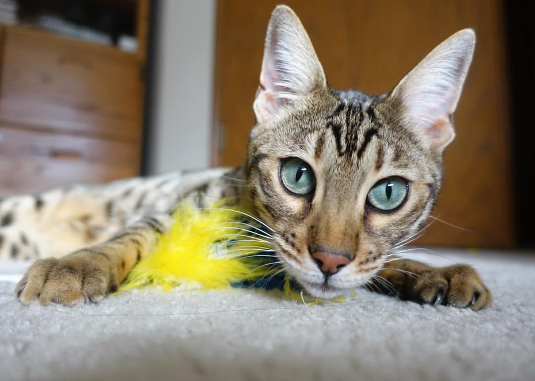 熊猫体育直播-《电竞直播广告变现潜力巨大，营收持续攀升》，电竞赛事广告