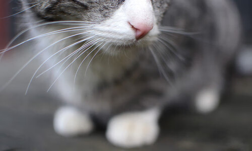 熊猫体育全站-传奇教练的“职业秘籍”：打造冠军文化的背后故事，传奇教练系统
