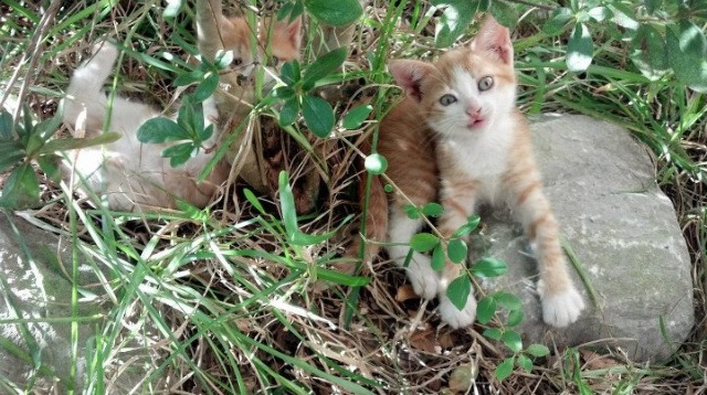 熊猫体育平台安全-伊朗队前锋洛佩斯在巴黎奥运会上表现出色，奥运伊朗男排