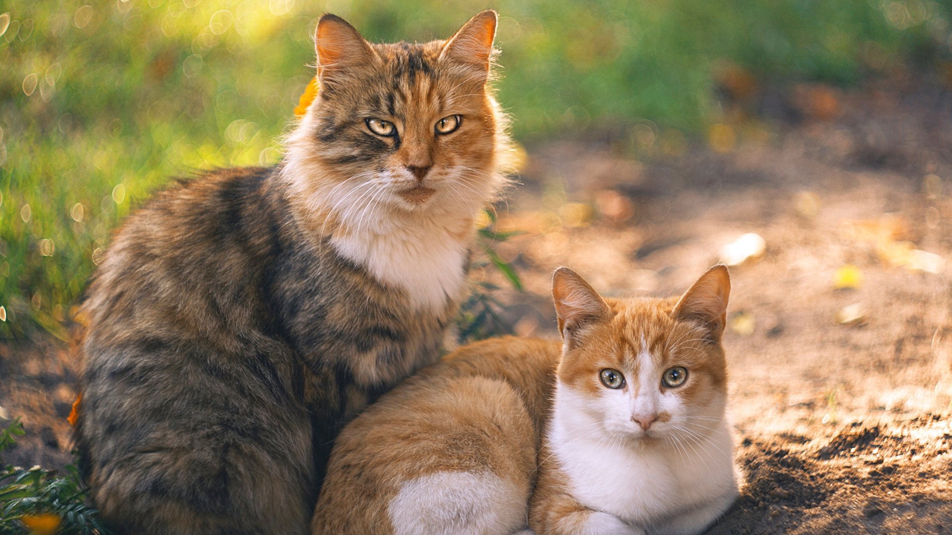 熊猫直播-西班牙马术代表队在亚洲马术锦标赛中获得团体金牌，展现国际竞争力。