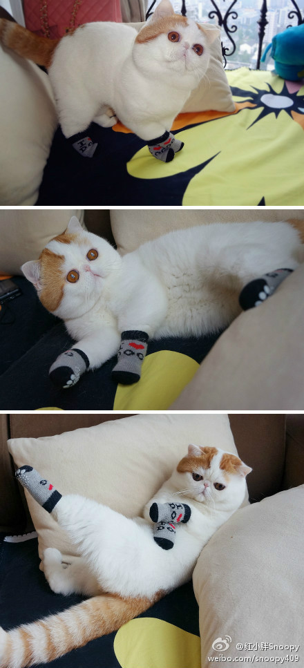 熊猫体育APP-掘金击败森林狼，约基奇三节砍下35分，掘金中锋约基奇是哪国人