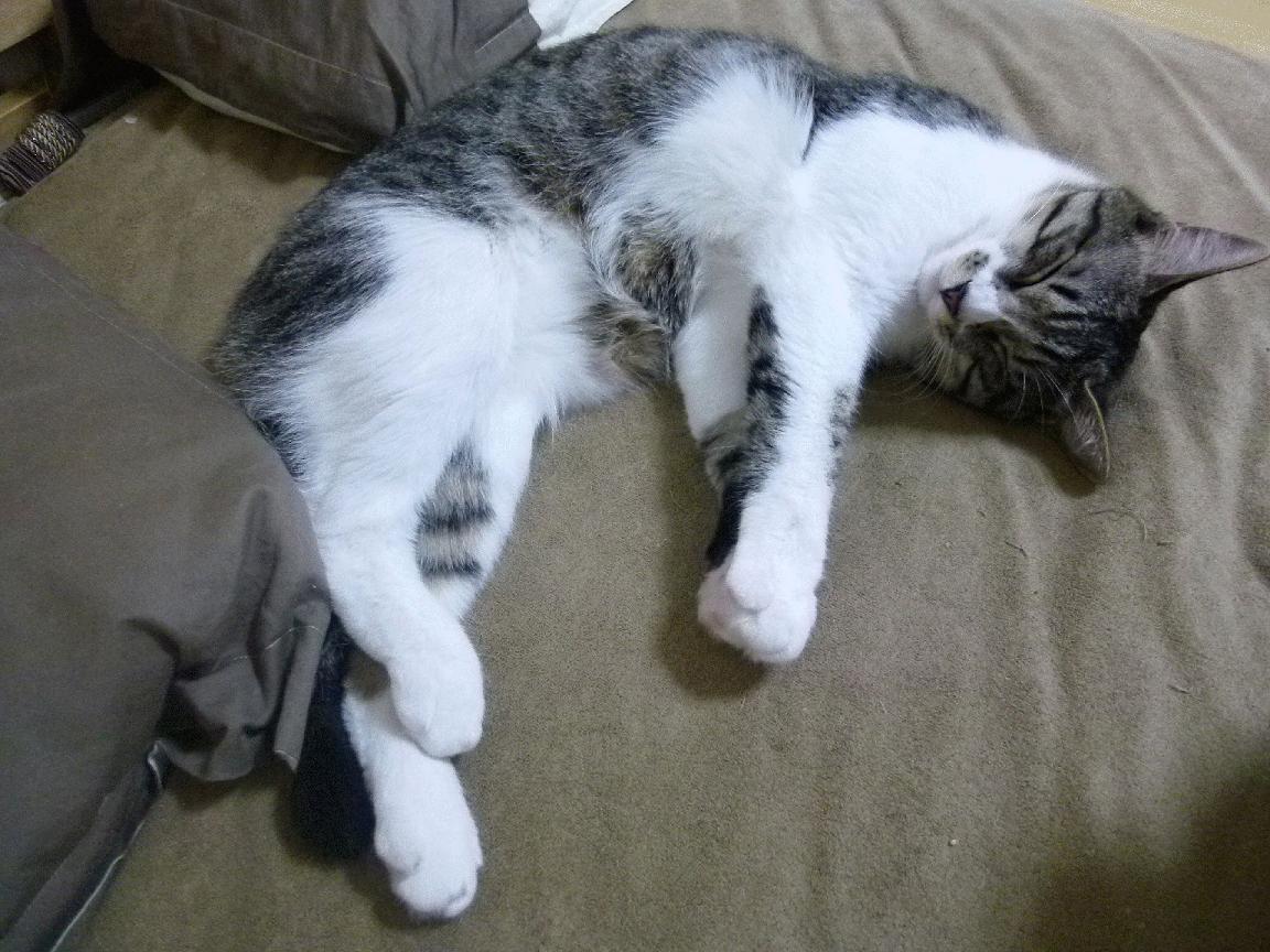 熊猫体育APP-狼队球员伤患不断，保级形势不妙，狼队近况