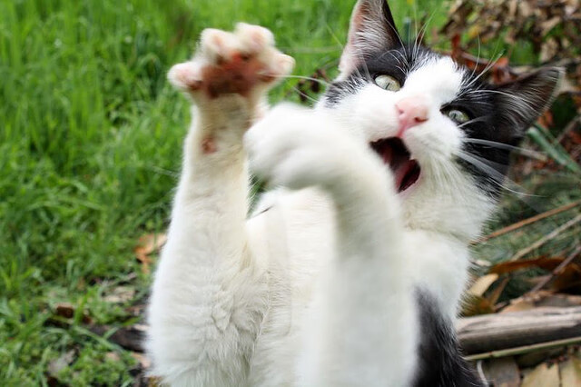 熊猫体育网站入口-蔚山现代打出高效反击战术，蔚山现代对军用