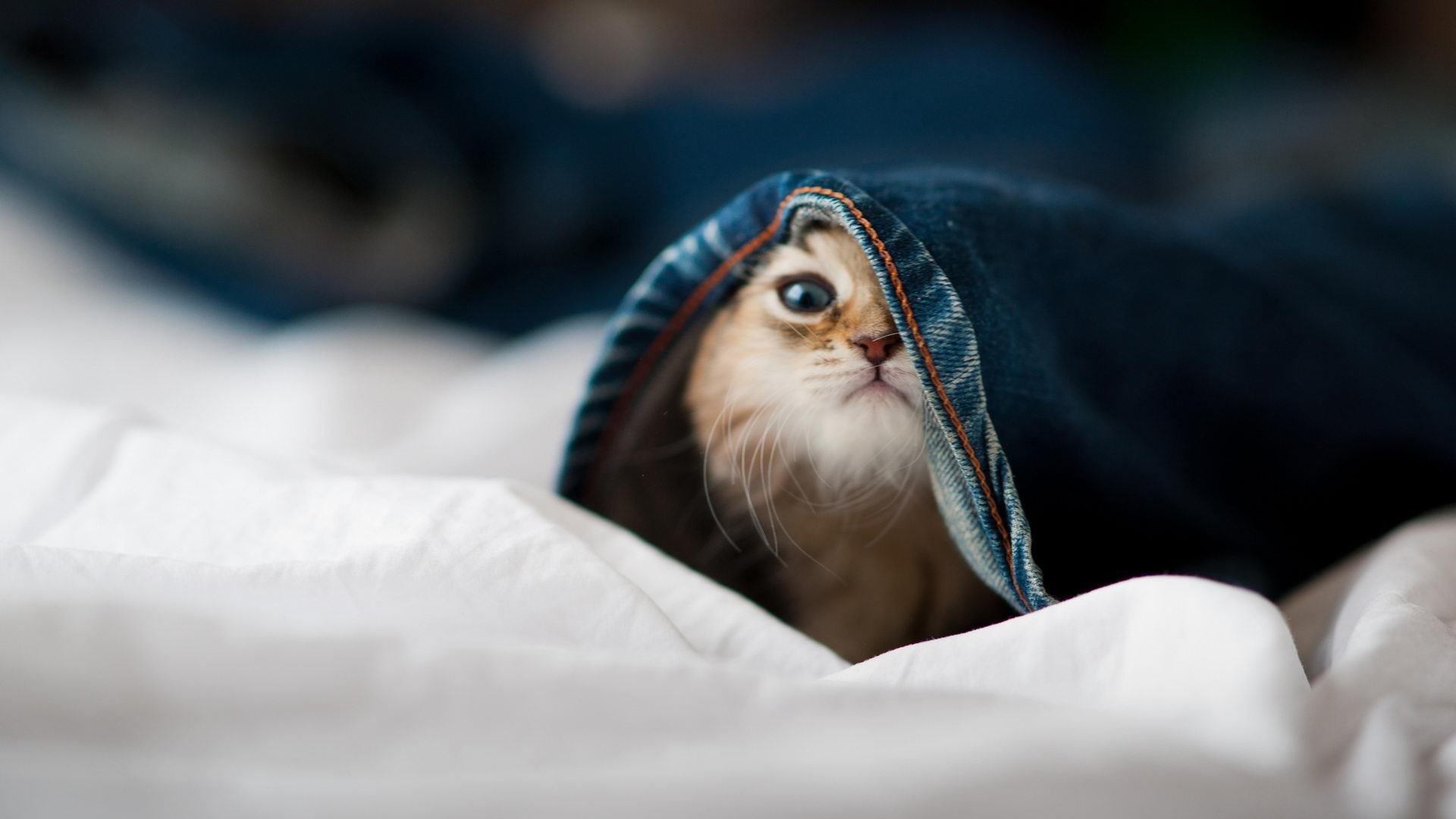 熊猫体育全站-外线节奏拉开是否更利于突破球员冲击篮下，篮球外线进攻战术