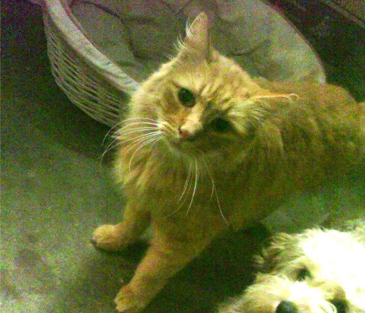 熊猫体育直播-波兰队在国际乒联混合团体世界杯的精彩亮相与团队协作，波兰乒乓球队