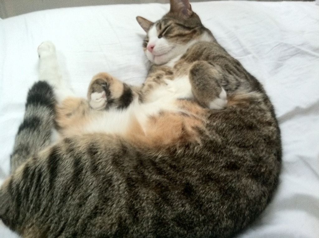 熊猫体育官方试玩-黄蜂小前锋加入新商业项目引发热议，小黄蜂球员